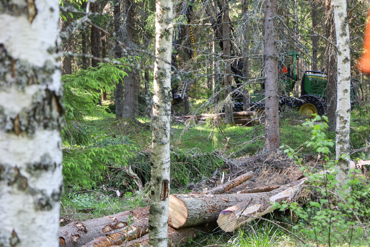 Säästöpuuryhmän polttaminen lisää metsän monimuotoisuutta