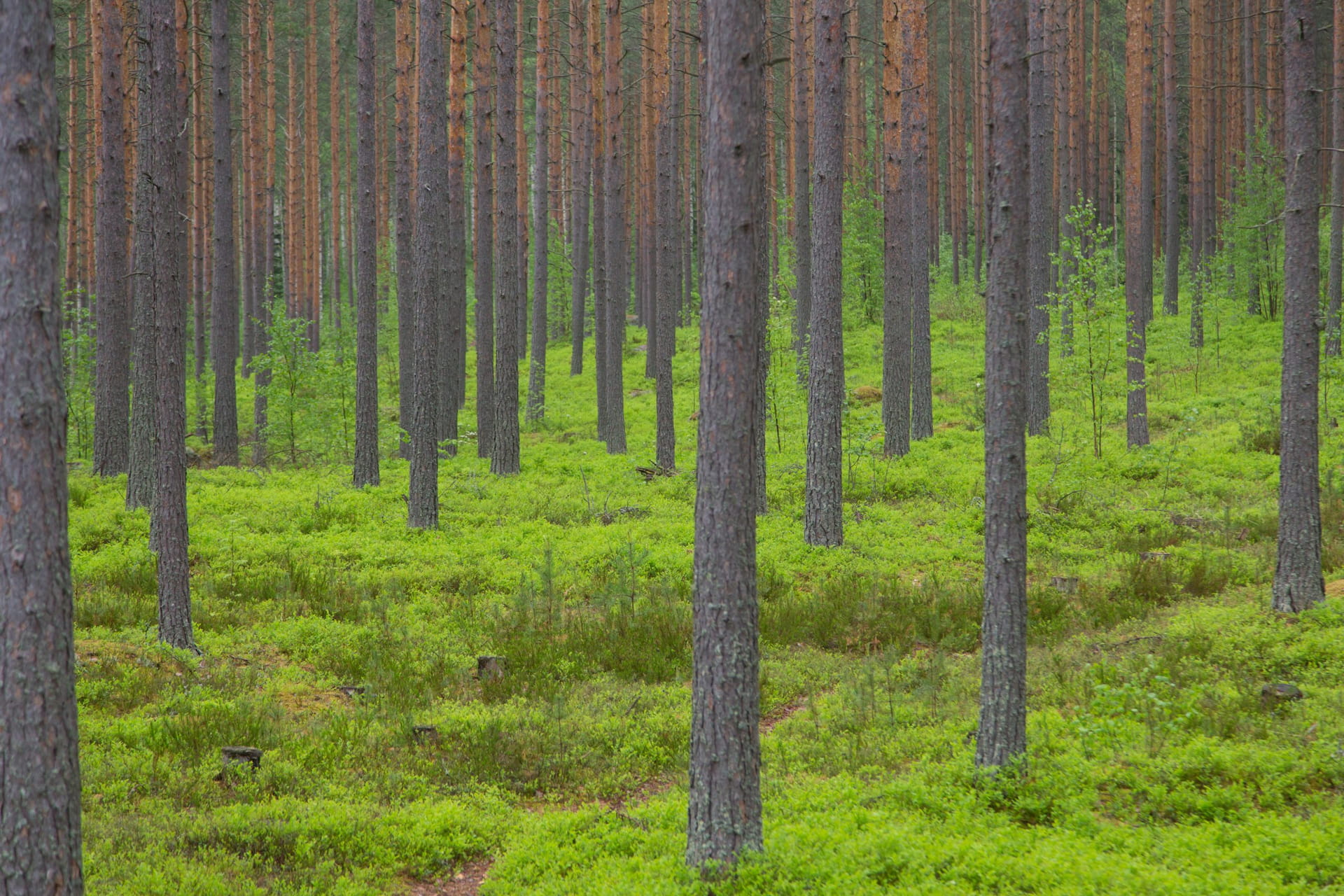 Metsätilan omistajanvaihdos - Jäsenetu