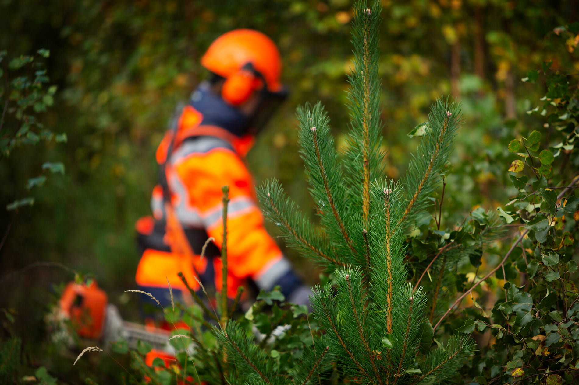 Turvaa metsäsi tulevaisuus taimikonhoidolla - Metsänomistajat-webinaari