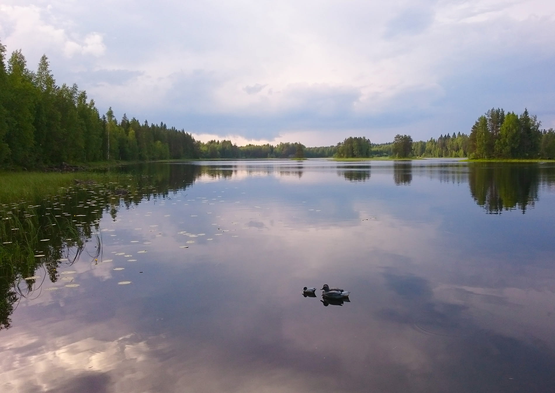 Vesiensuojelu käytännön metsätaloudessa - Jäsenetu