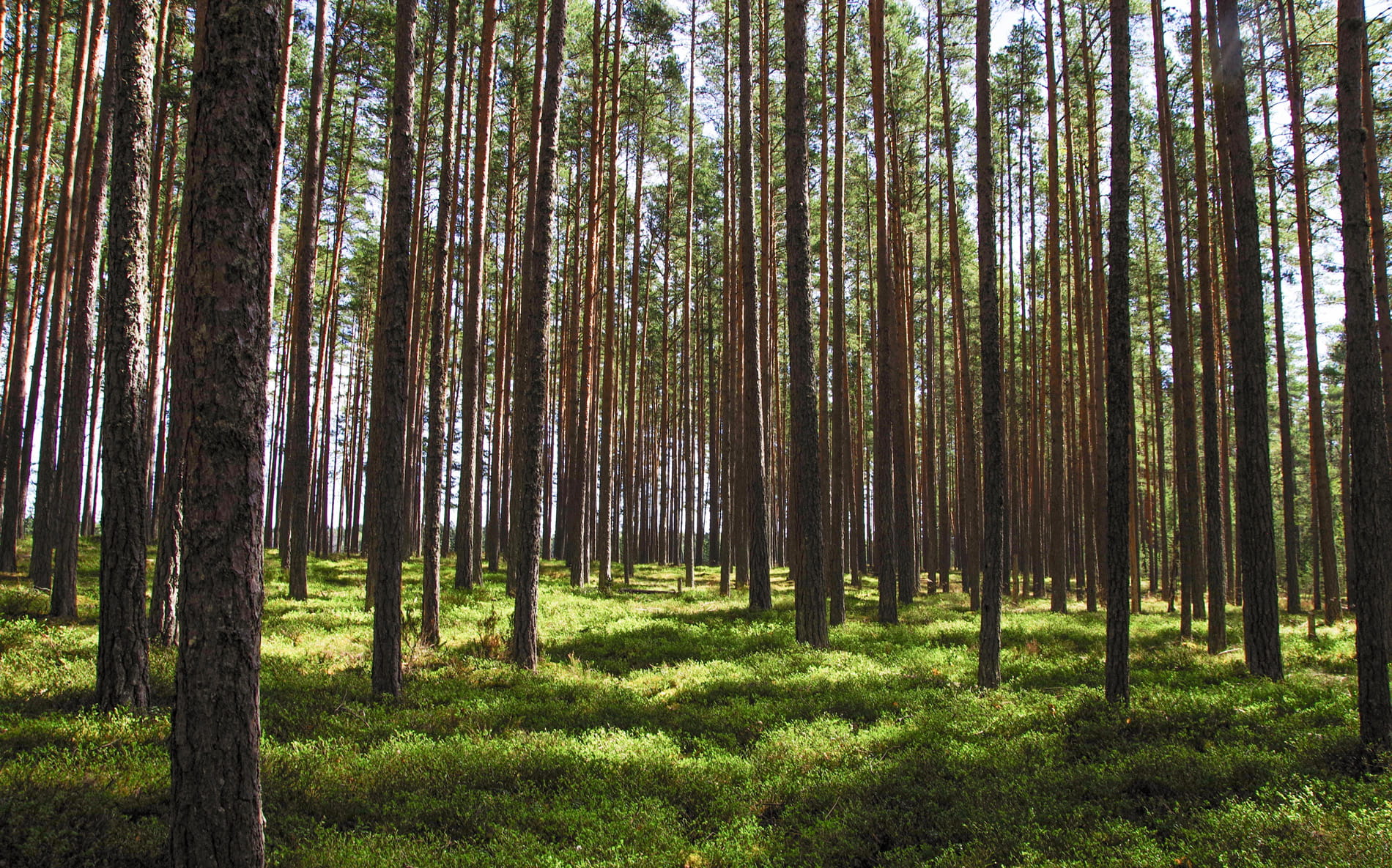 Metsätilan omistajanvaihdos -webinaari