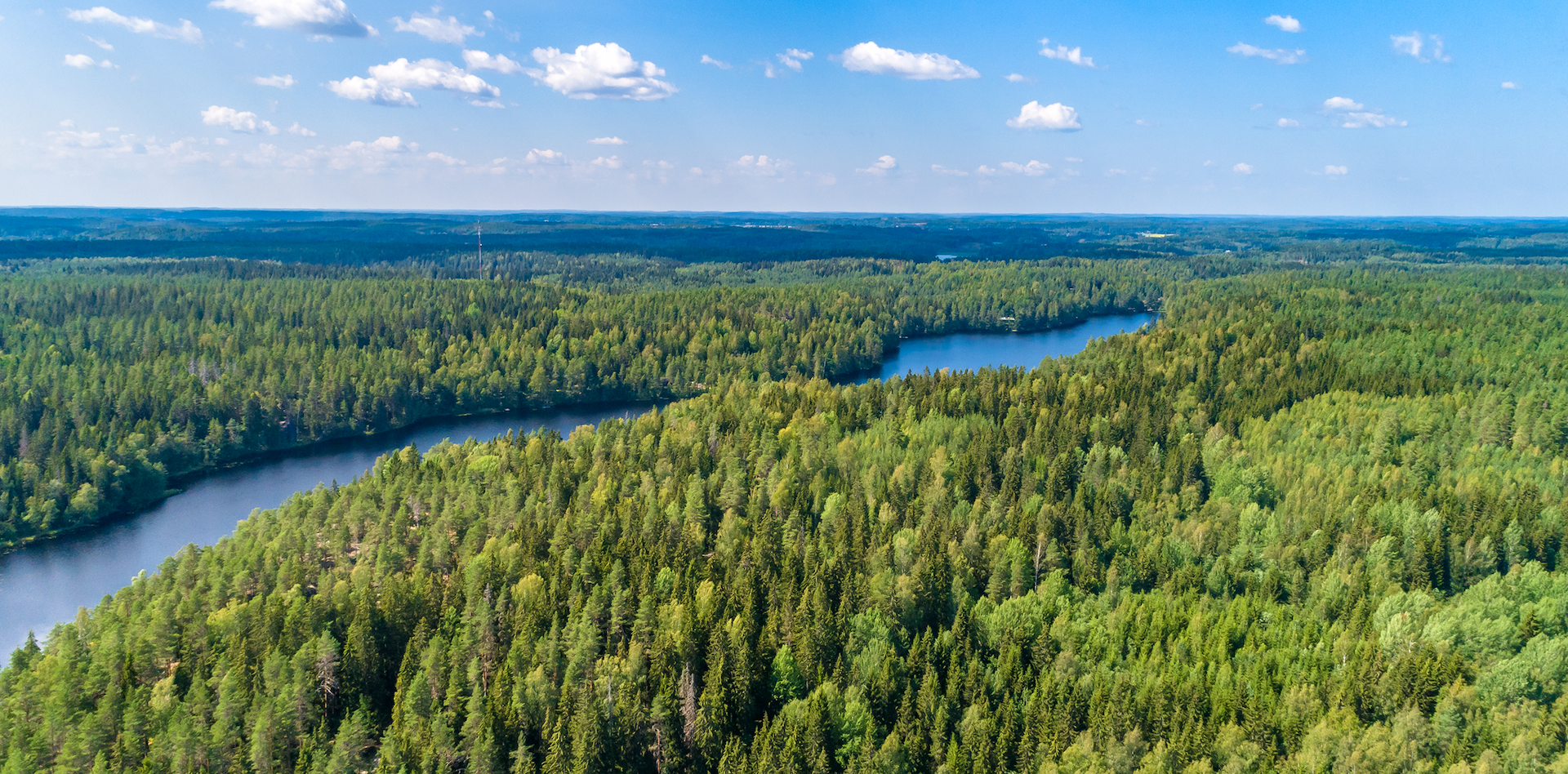 Huoli puista - oma metsäasiantuntija auttaa