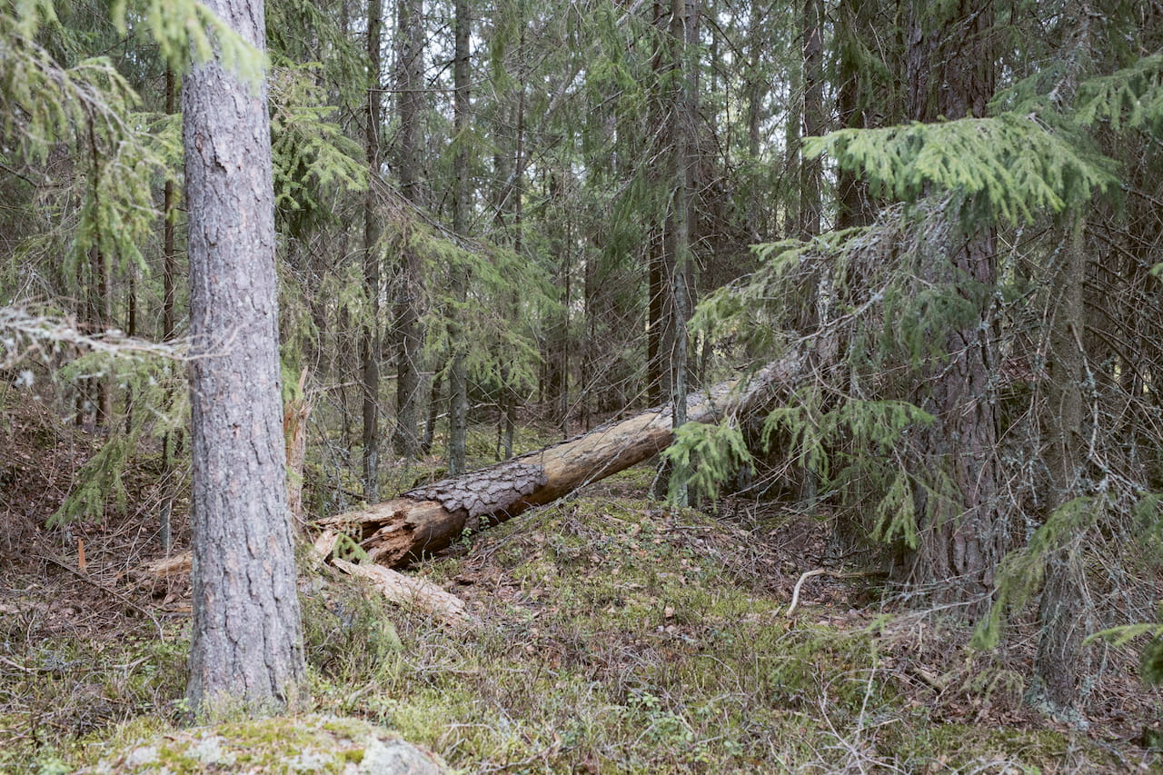 Monimuotoinen metsä osa 5: Vapaaehtoinen suojelu ja ennallistaminen METSO- ja Helmi-ohjelmilla