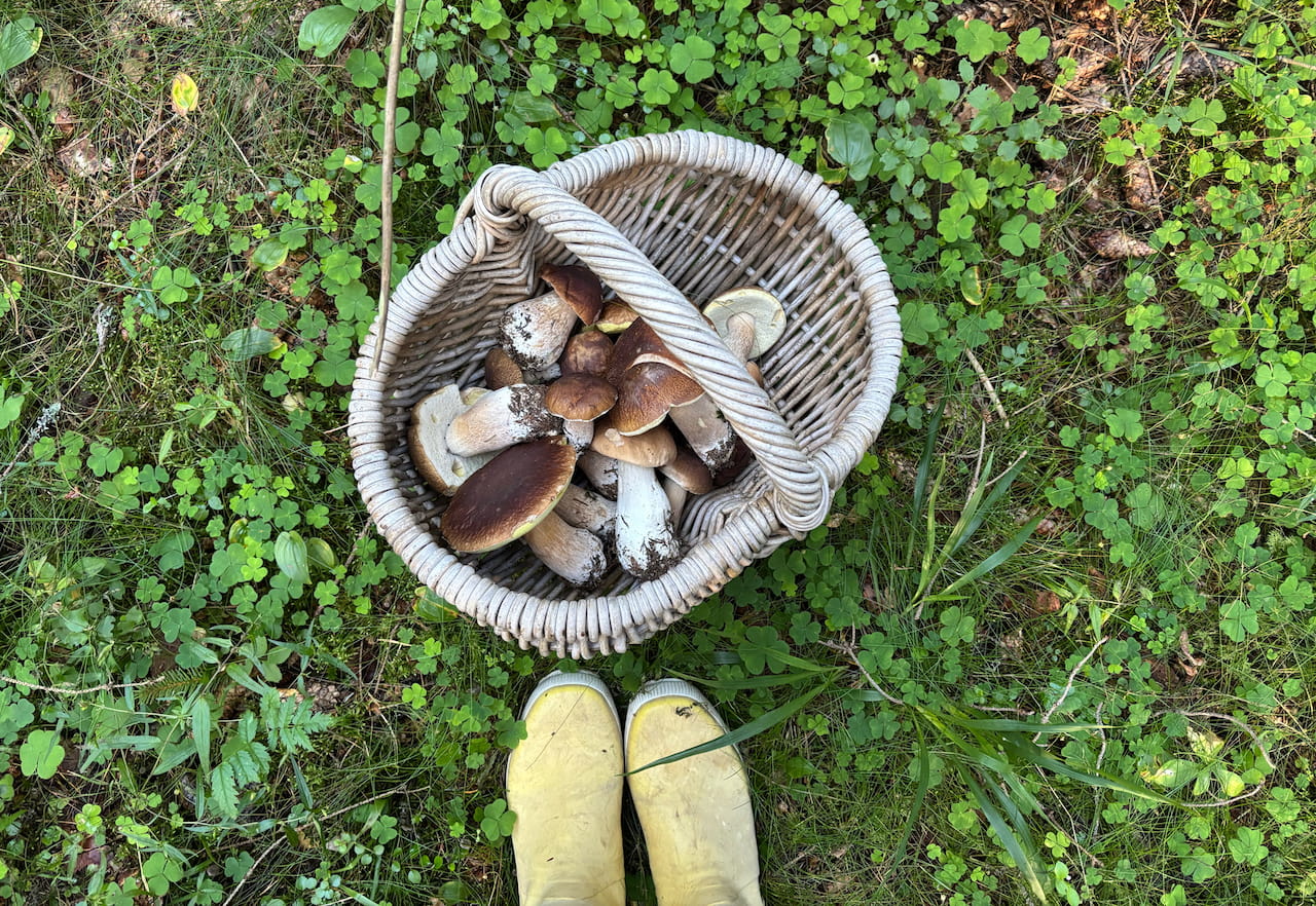 Metsästäjä-keräilijän sienivinkit