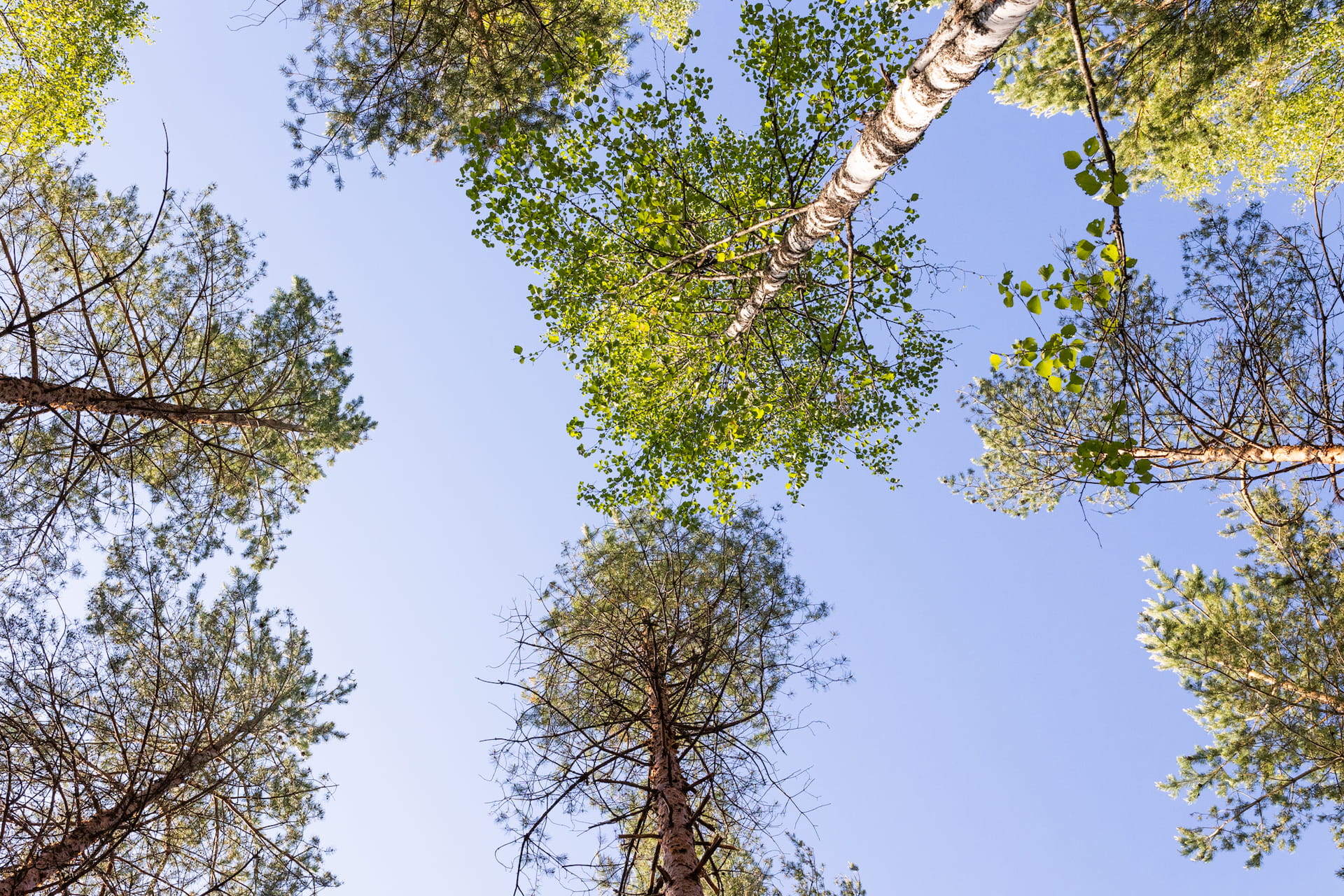 Metsien monitorointu