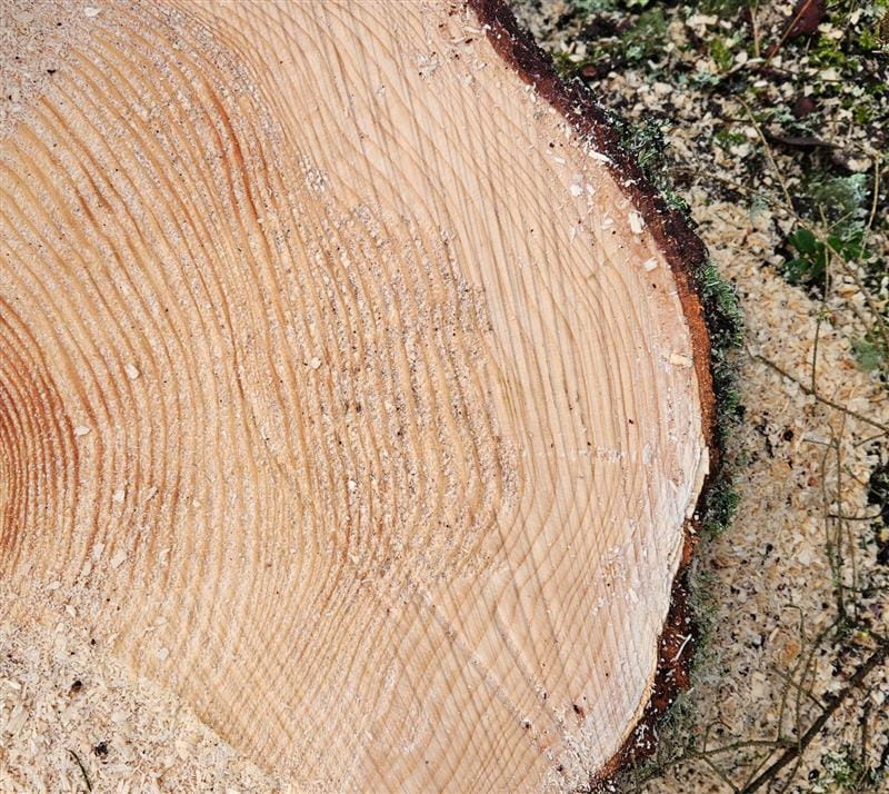 Nyt on metsän ruokinta-aika ja se näkyy kukkarossa