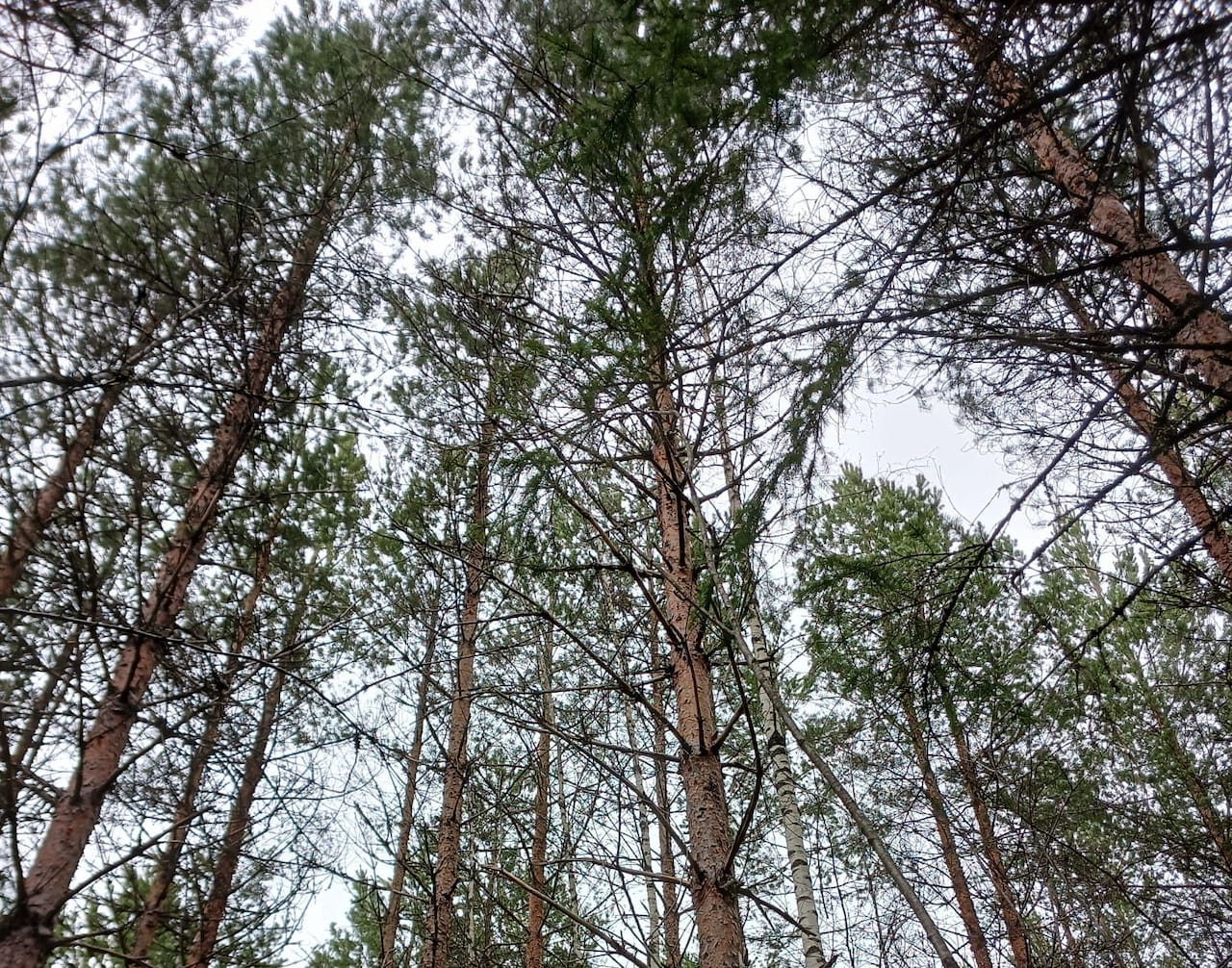 Metsänomistajana sukupolvien ketjussa