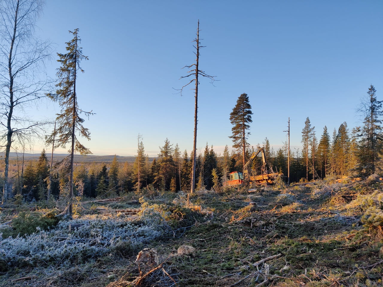 Metsäkatoasetus – mitä se tarkoittaa metsänomistajalle?