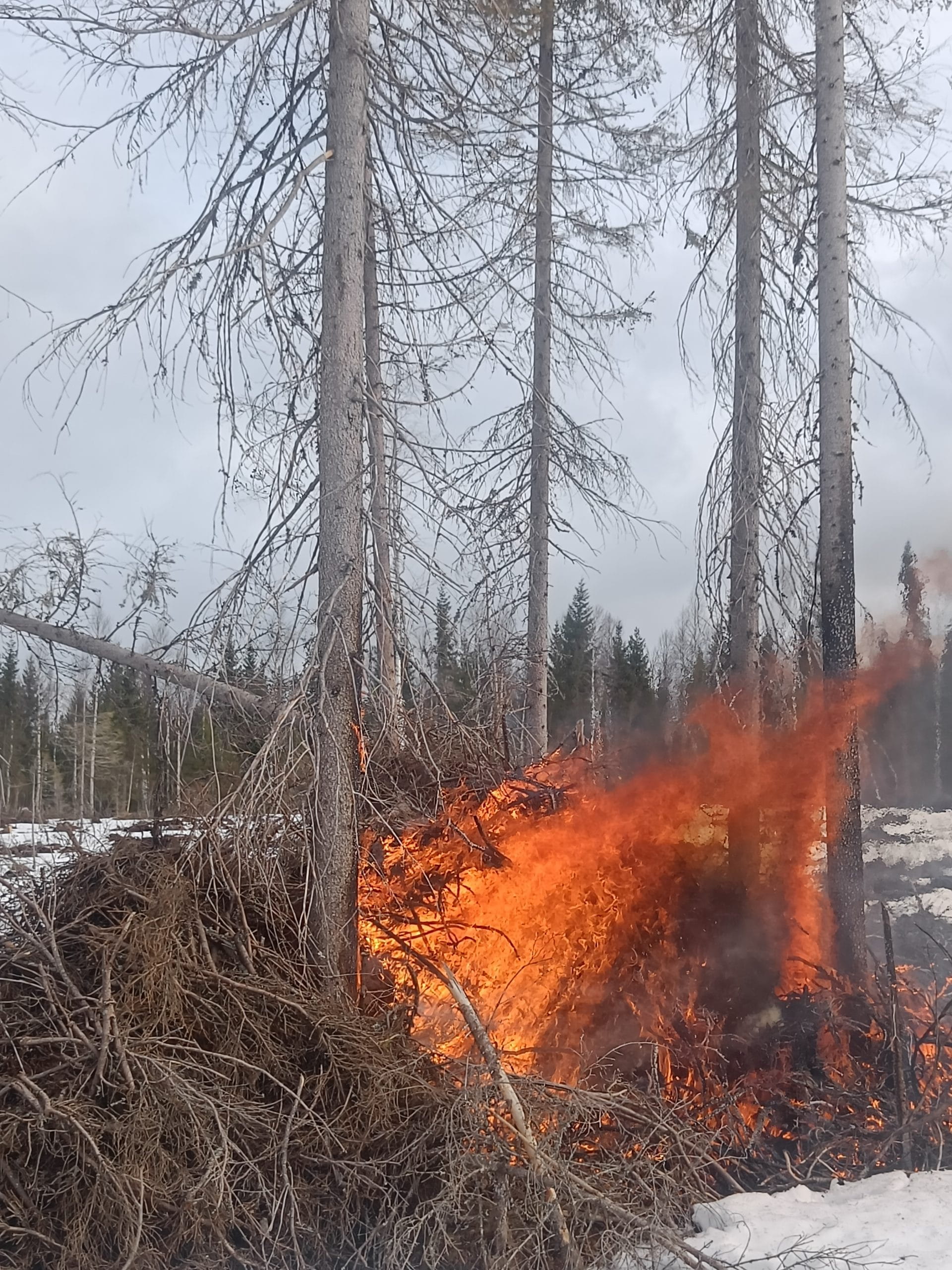PEFC-koulutus Torniossa