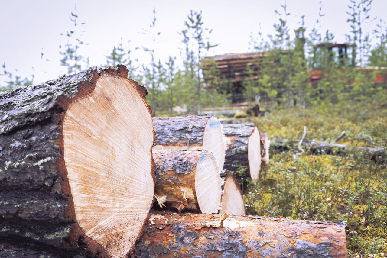 Kilpailutus ratkaisee puukaupassa – nyt kannattaa olla tarkkana
