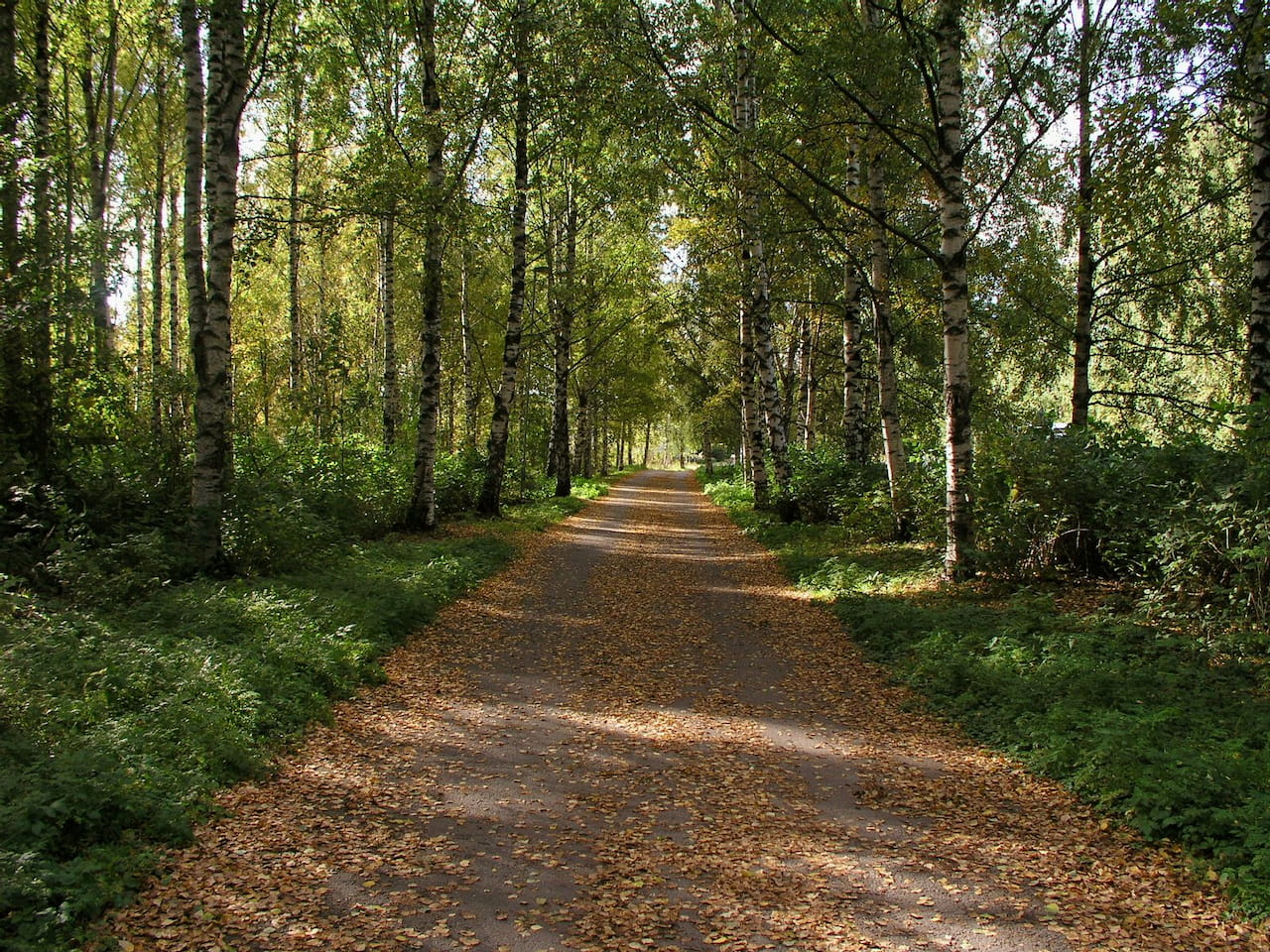 Metsäilta Mäntyharjulla 5.11.25