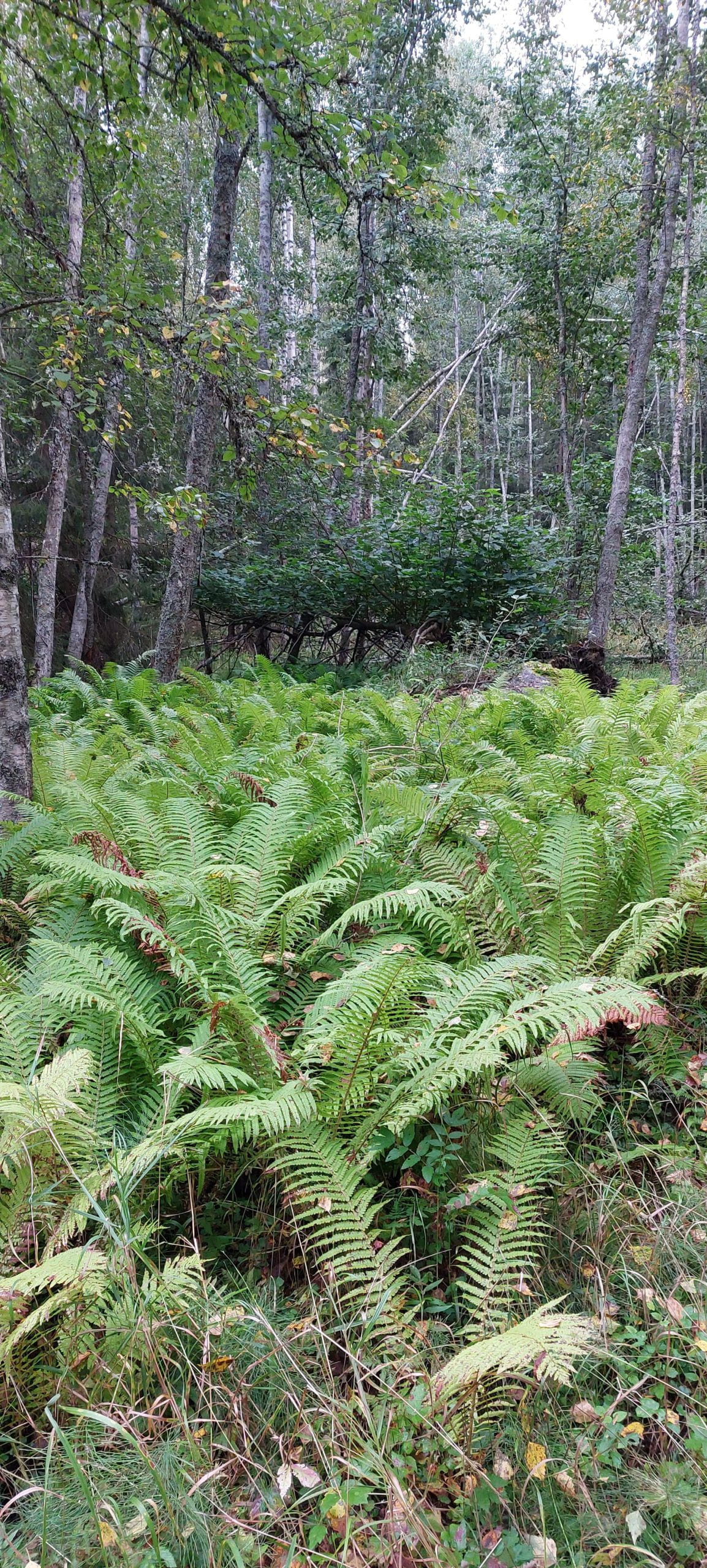 Laatuloikka luonnonhoitoon, metsäkävely