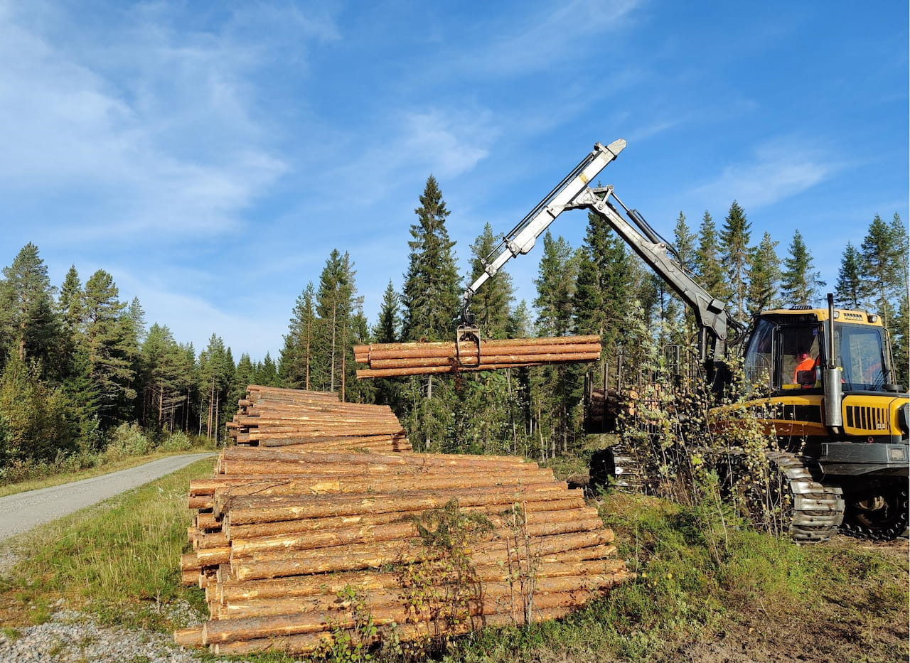 Metsäennusteet ennakoivat puunkäytön pysyvän korkealla ensi vuonna