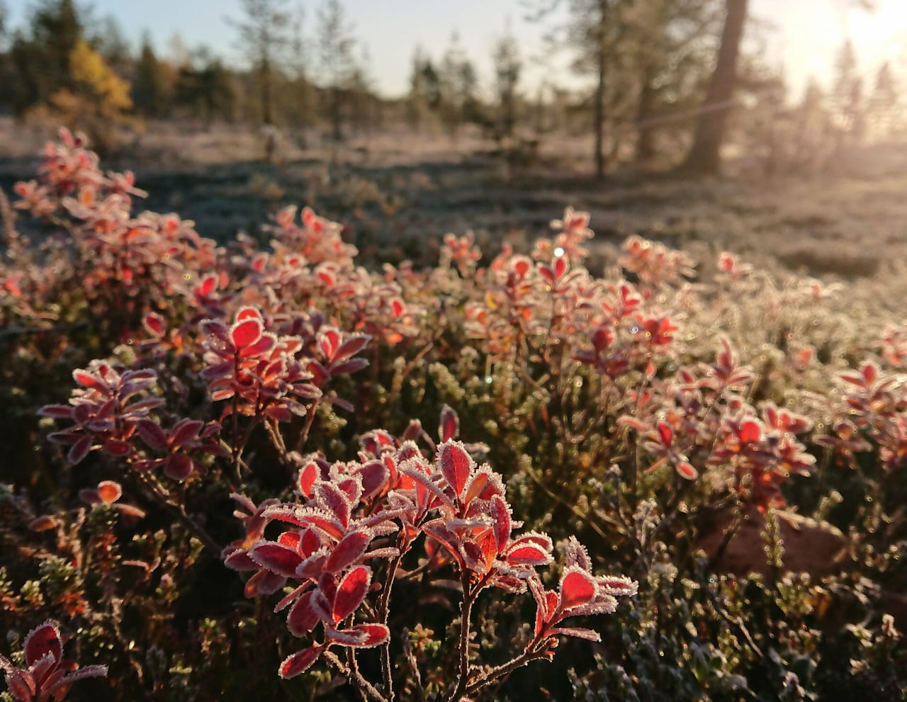 Mitä metsänomistajan kannattaa tehdä ennen talven tuloa?