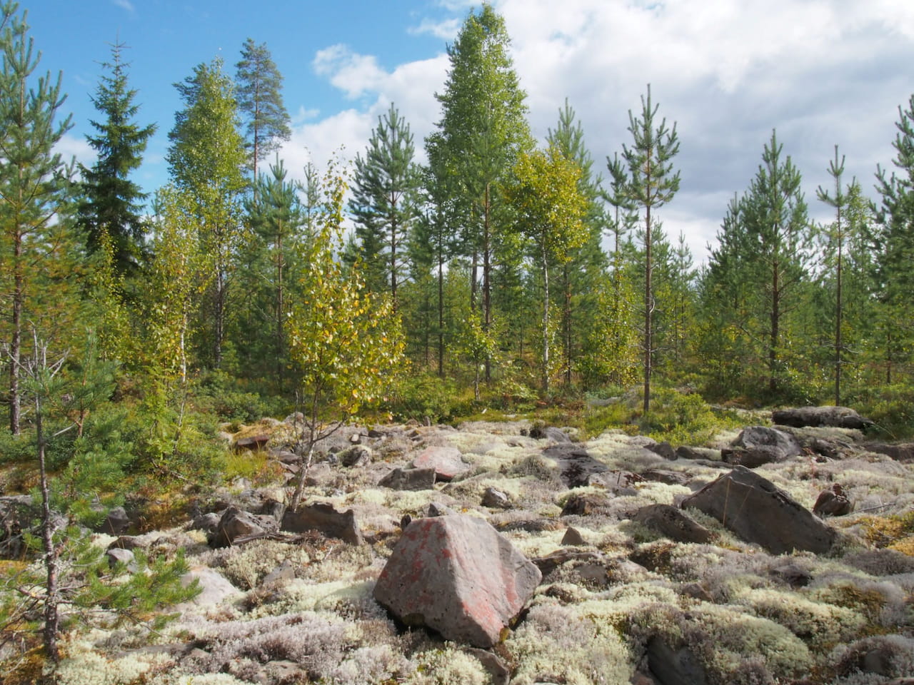 Informaatiovaikuttamisen varjot metsänomistajan oikeusturvassa