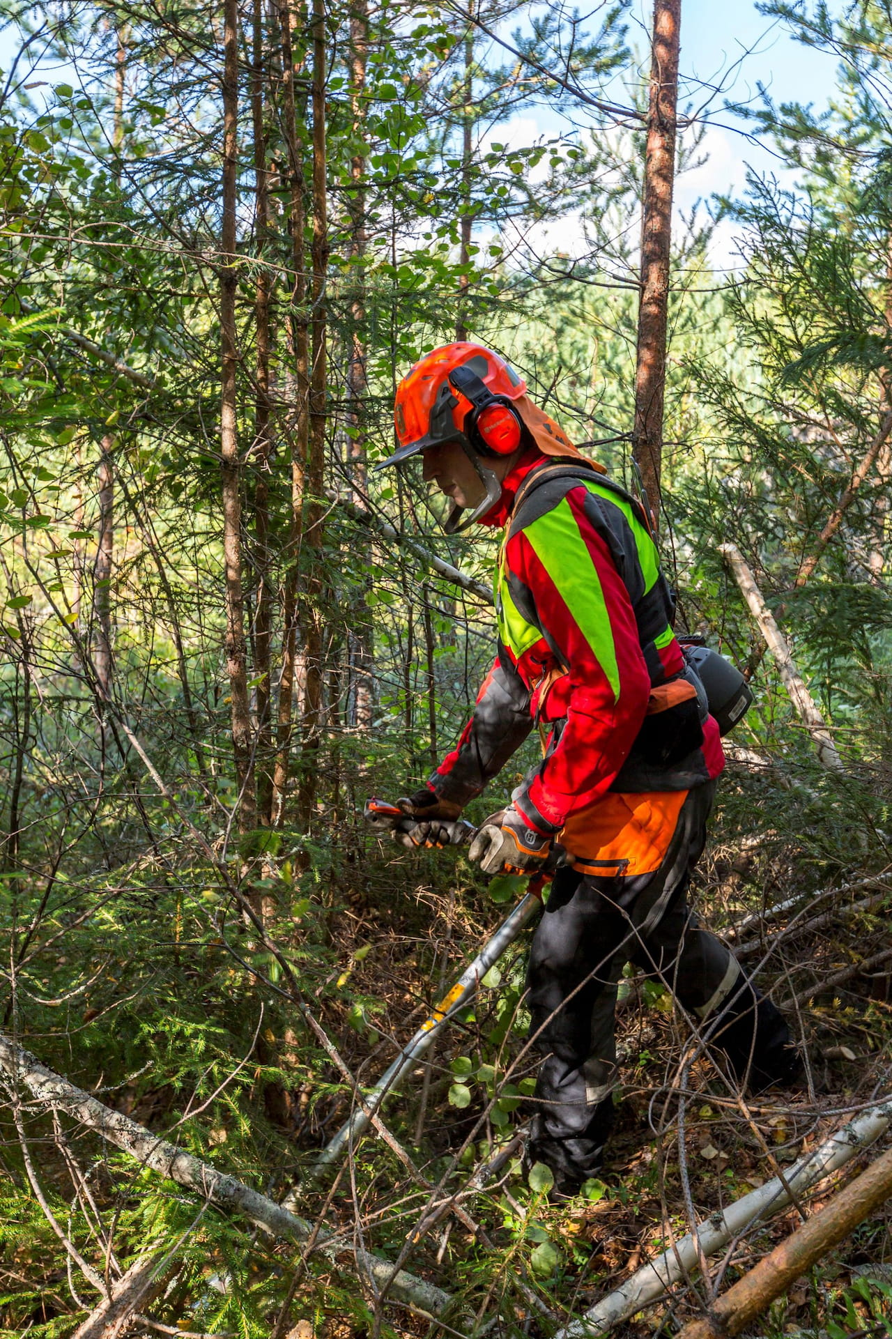 Taimikonhoidolla kasvua ja elinvoimaa metsillesi