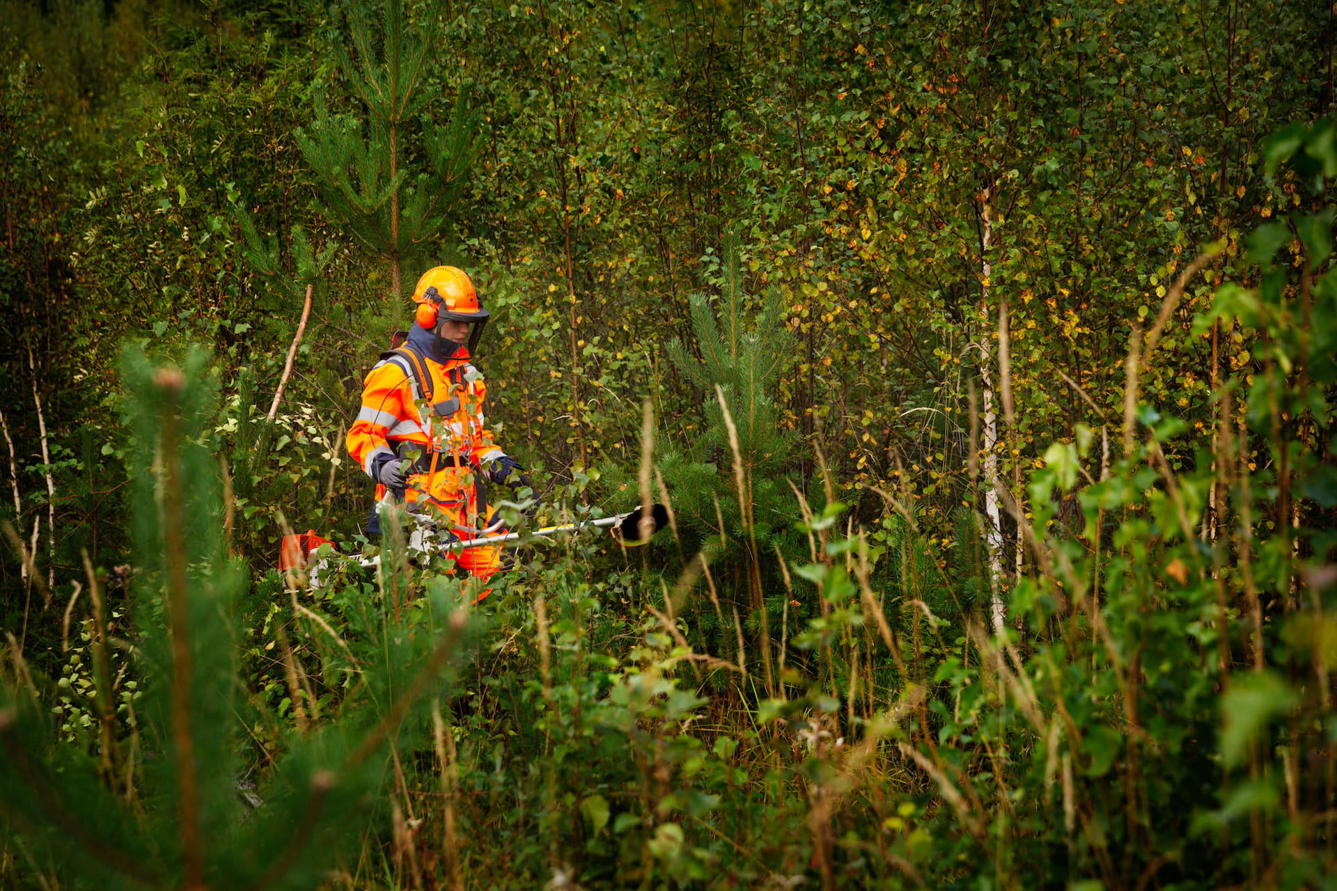Monimuotoinen metsä - Taimikonhoitonäytös Rovaniemellä 5.9.2025