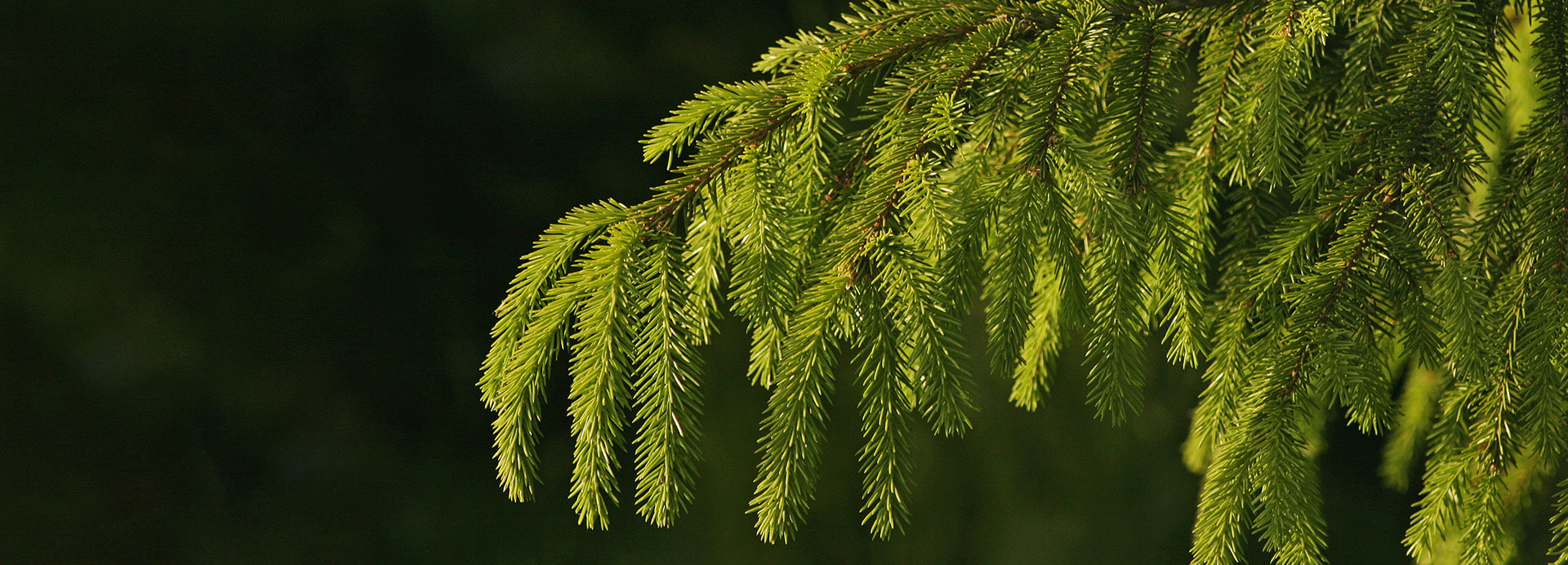 Oma metsäasiantuntijasi tuntee metsäsi