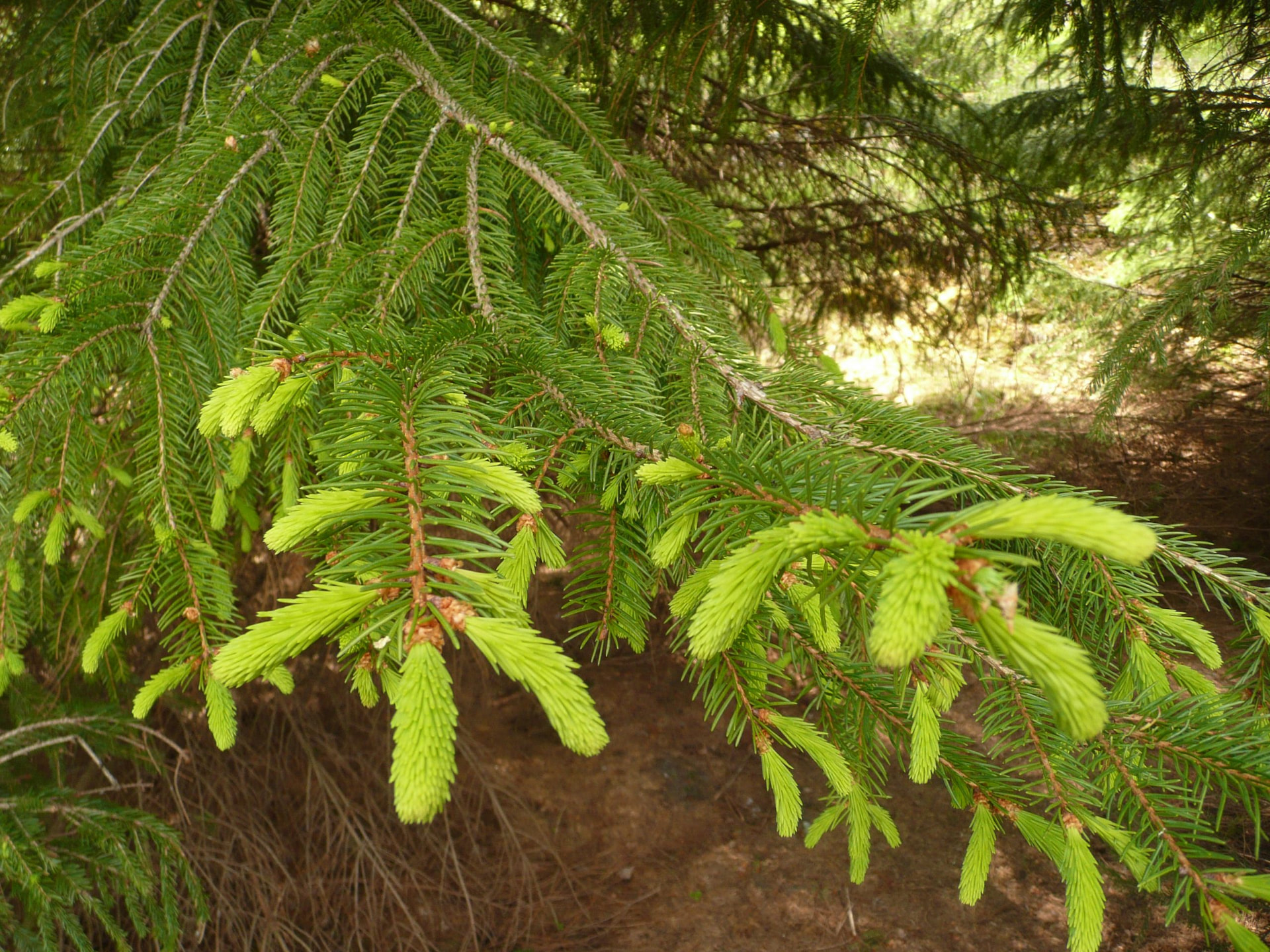 Tervetuloa Metsänhoitoyhdistys Salometsän sivulle